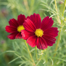 Deep Red Cosmos Flower Seeds For Planting