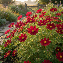 Deep Red Cosmos Flower Seeds For Planting