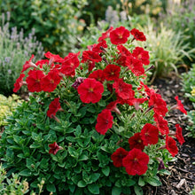 Deep Red Petunia Seeds For Planting