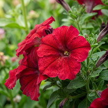 Deep Red Petunia Seeds For Planting