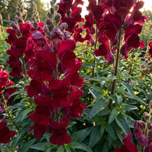 Deep Red Snapdragon Flower Seeds For Planting