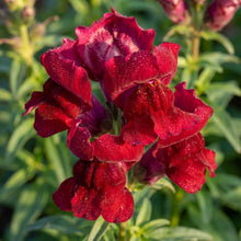 Deep Red Snapdragon Flower Seeds For Planting