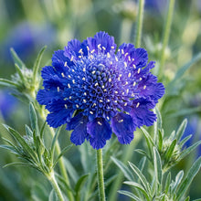 Scabiosa Caucasia Fama Deep Blue Flower Seeds