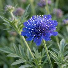 Scabiosa Caucasia Fama Deep Blue Flower Seeds