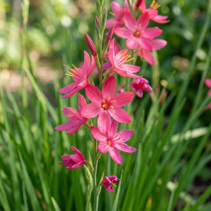 Schizostylis Coccinea Deep Pink Flower Seeds