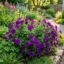 Deep Purple Petunia Seeds For Planting