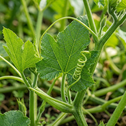 Squash Delicata Seeds – Delicata Squash Seeds for Home Garden