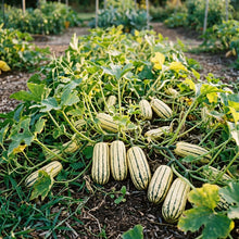 Squash Delicata Seeds – Delicata Squash Seeds for Home Garden