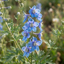 Delphinium novomexicanum Flower Seeds for Planting
