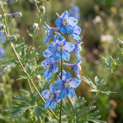 Delphinium novomexicanum Flower Seeds for Planting