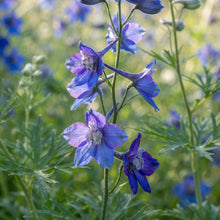 Delphinium Menziesii Flower Seeds for Garden Planting