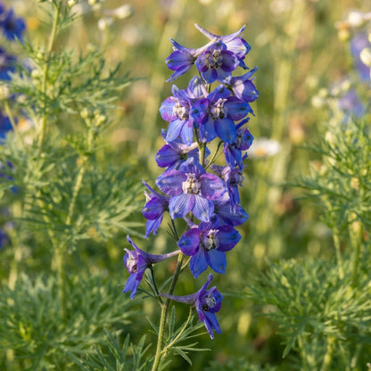 Delphinium Menziesii Flower Seeds for Garden Planting
