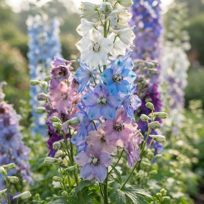 Delphinium Pacific Crown Mix Flower Seeds
