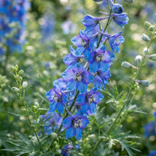 Delphinium pylzowii Flower Seeds for Planting