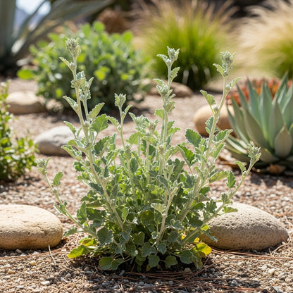 Desert Globemallow Wildflower Seeds for Outdoor Landscape Gardens