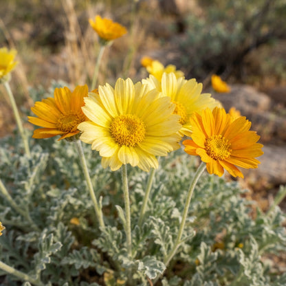 Desert Marigold (Baileya multiradiata) Seeds