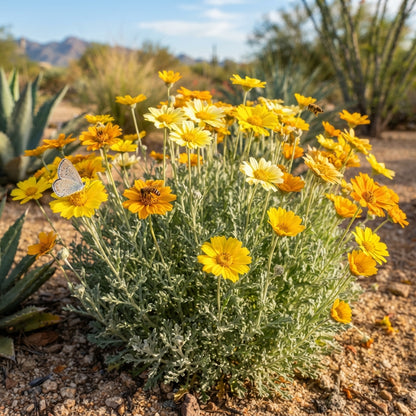 Desert Marigold (Baileya multiradiata) Seeds