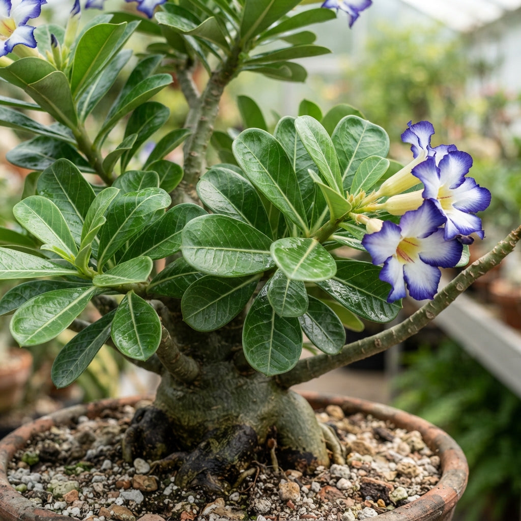 Blue and White Desert Rose Adenium Seeds for Planting
