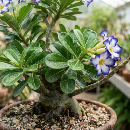 Blue and White Desert Rose Adenium Seeds for Planting