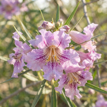 Desert Willow (Chilopsis linearis) Tree Seeds for Planting