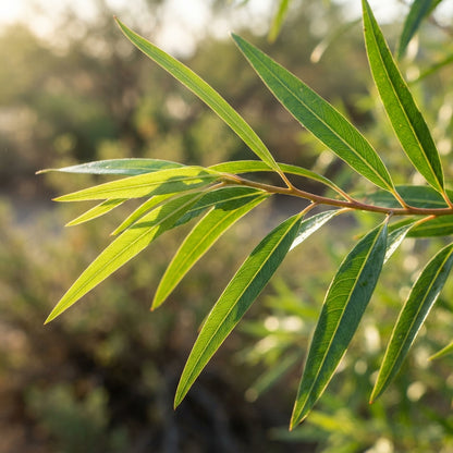 Desert Willow (Chilopsis linearis) Tree Seeds for Planting