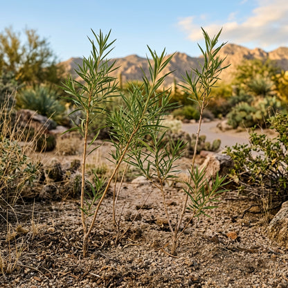 Desert Willow Tree Seeds for Outdoor Planting - Drought Tolerant Flowering Trees for Landscapes & Garden Borders