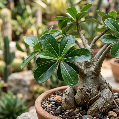 Pink and White Adenium obesum (Desert Rose) Flower Seeds for Planting