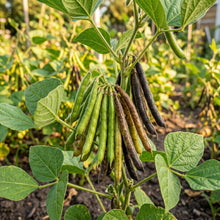 Mung Bean Seeds Green Gram Seeds Vigna radiata Heirloom Legume Seeds