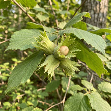 Hazelnut Seeds (Corylus americana) – Tree Seeds for Planting