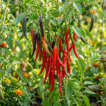 Pepper Slim Jim Seeds – Heirloom Pepper Seeds for Home Garden