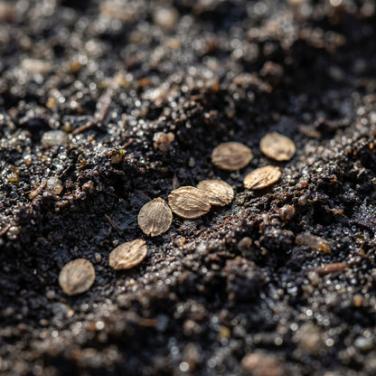 Parsnip Student Vegetable Seeds for Planting
