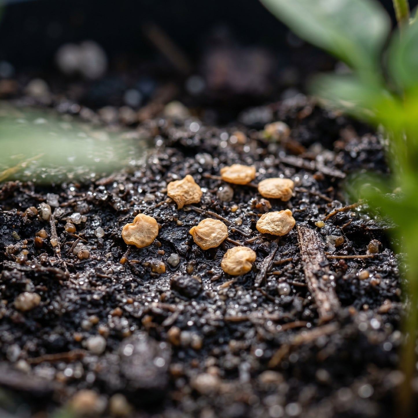 Mini Bell Orange Pepper Seeds – Pepper Seeds for Home Garden