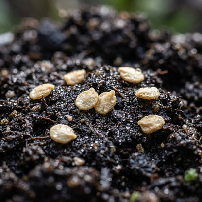 Miniature Chocolate Bell Pepper Vegetable Seeds for Planting