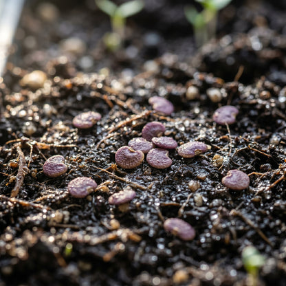 Purple Tomatillo Vegetable Seeds for Planting
