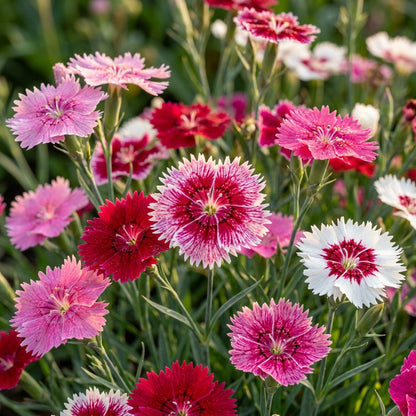 Dianthus Baby Doll Mixed Seeds – Compact Fragrant Blooms