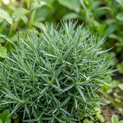 Dianthus Baby Doll Mixed Seeds – Compact Fragrant Blooms