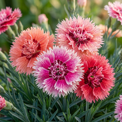 Dianthus Dancing Geisha Flower Seeds For Planting