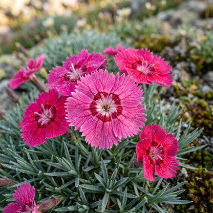 Dianthus Alpinus Flower Seeds