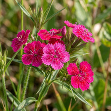 Dianthus Armeria Flower Seeds