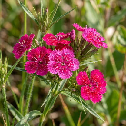 Dianthus Armeria Flower Seeds