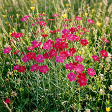 Dianthus Armeria Flower Seeds