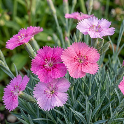 Dianthus Caesius Flower Seeds