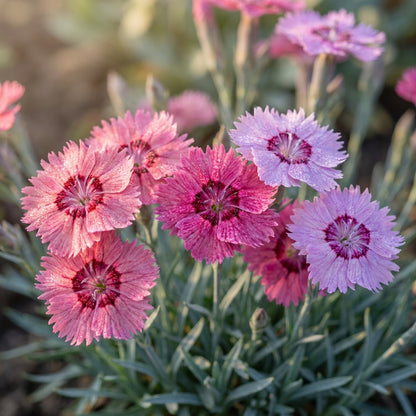 Dianthus Caesius Flower Seeds