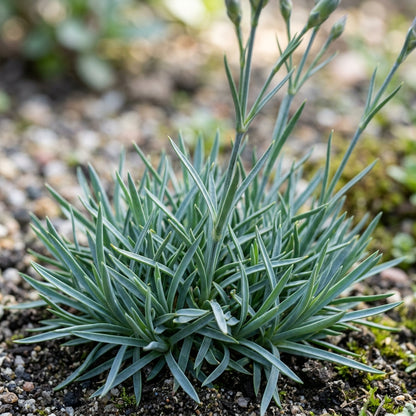 Dianthus Caesius Flower Seeds