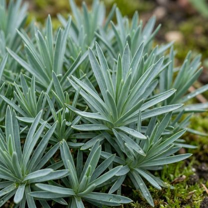 Dianthus Caesius Flower Seeds