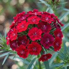Dianthus Cruentus Flower Seeds