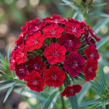 Dianthus Cruentus Flower Seeds