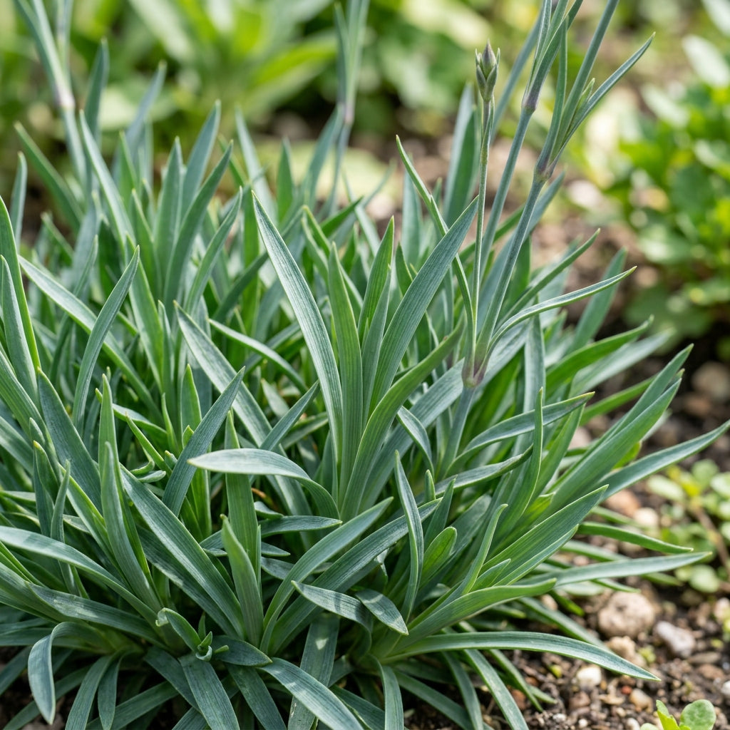Dianthus Cruentus Flower Seeds