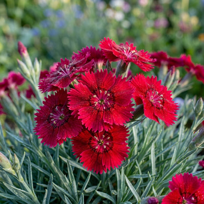 Dianthus Badenia Flower Seeds