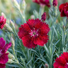 Dianthus Badenia Flower Seeds